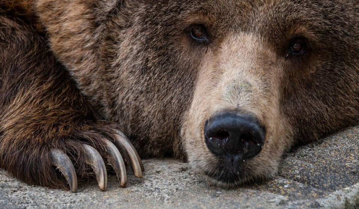 Brown bear